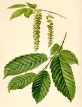 Catkins and leaves of the Hornbeam