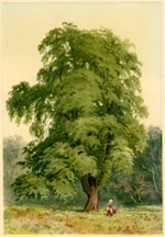 Hornbeam