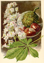 Leaves, Flowers, and Fruit of the Horse Chestnut