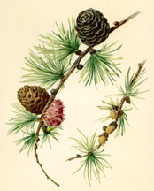 Flowers and Fruit of the Larch