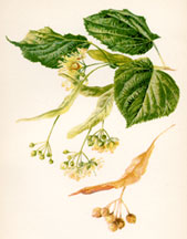 Lime (Linden) Leaves and Blossoms