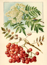 Mountain Ash flowers, etc.