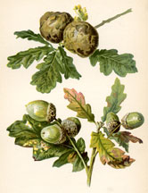 Oak Apple or Acorn