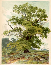 The Oak