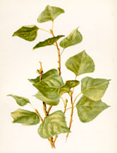 Leaves of the Lombardy Poplar