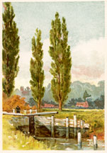 Lombardy Poplar