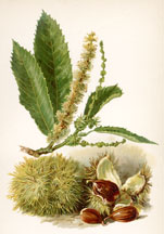 Sweet Chestnut, Blossom & Fruit