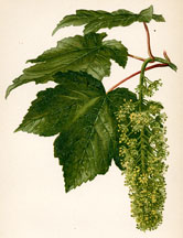 Leaves and Flowers of the Sycamore