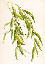 Leaves of the Willow