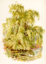 Weeping Willow