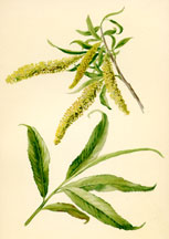 Catkins and Leaves of the Willow