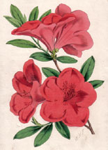 Azalea Mars