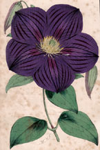 Clematis rubro-violacea