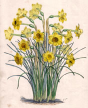 Narcissus graminifolius