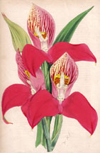 Disa Grandiflora Superba