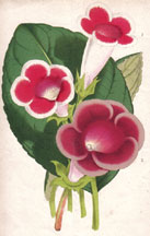 Gloxinia