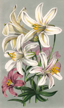 Lilium Washingtonianum