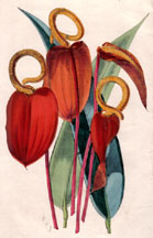 Anthurium Scherzerianum