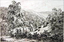 Plate 11: [untitled trees/valley landscape]