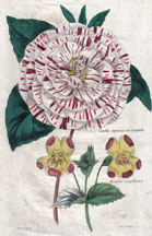 Camellia Japonica