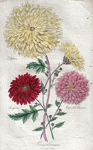 Chrysanthemums