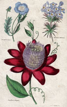 Passiflora Elegans