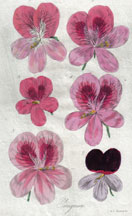 Pelargoniums