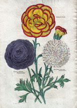 Ranunculus