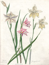 Gladiolus