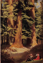The Sequoias of Santa Cruz