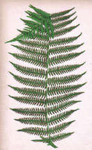 PTERIS AGUILINA---PINNA