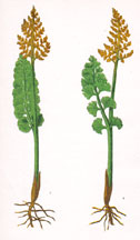 Plate LXXVI BOTRYCHIUM LUNARIA