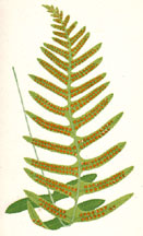 POLYPODIUM VULGARE