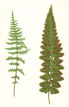 Plate XXXIX ATHYRIUM FILIX-FOEMINA