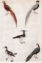 Plate LXXVI