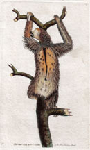 Plate 6 Three-toed Sloth
