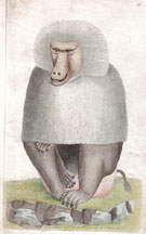 Plate 216 Grey Baboon