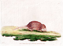 Striped Mouse