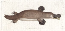 Duck-Billed Platypus