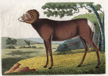Plate 610 Canadian Sheep