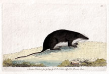 Water Shrew