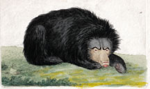 Plate 58 Ursiform Sloth