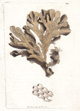 Plate 391 Foliaceous Flustra 