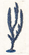 Plate 674 Blue Coral