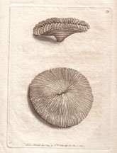 Plate 79 Mushroom Madrepore