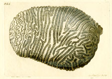 Plate 855 Lace Madrepore