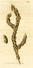 Barnacle-Bearing Gorgonia