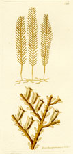 Pine Sertularia