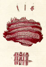 Organ Coral (Crimson Tubipore)