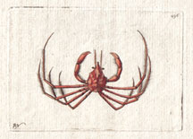 Plate 496 Slender-legged Crab